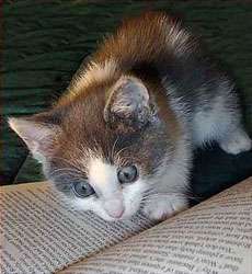 lernin 2 speek lolcat